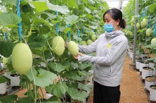 Nhiều cơ hội phát triển nông nghiệp công nghệ cao Việt Nam-Australia