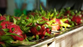 Đa dạng xuất khẩu thanh long nhờ mã số vùng trồng