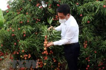 Dịch COVID-19: Bắc cầu đưa nông sản Việt Nam sang Nhật Bản