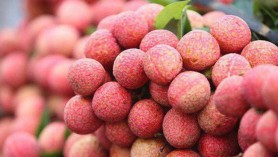 Vải, chuối, thanh long Việt Nam lần lượt xuất ngoại sang Mỹ, Singapore, Nhật Bản...