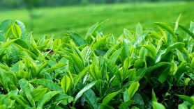 Việt Nam dẫn đầu xuất khẩu trà sang Đài Loan