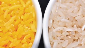 Gạo vàng bất ngờ khuấy đảo chính trường Philippines
