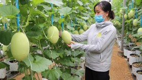 Nhiều cơ hội phát triển nông nghiệp công nghệ cao Việt Nam-Australia