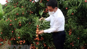 Dịch COVID-19: Bắc cầu đưa nông sản Việt Nam sang Nhật Bản