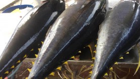 Xuất khẩu cá ngừ sang EU tăng đột biến